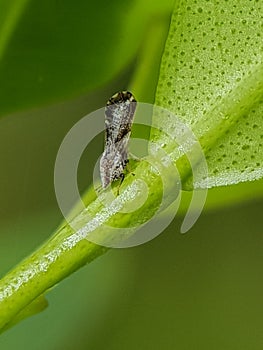 Diaphorina citri, the Asian citrus psyllid, is a sap-sucking bug in the family of Liviidae